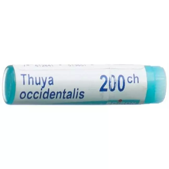 Буарон Thuya occidentalis Glob C 200 1 Dos Буарон Thuya occidentalis Glob C 200 1 Dos